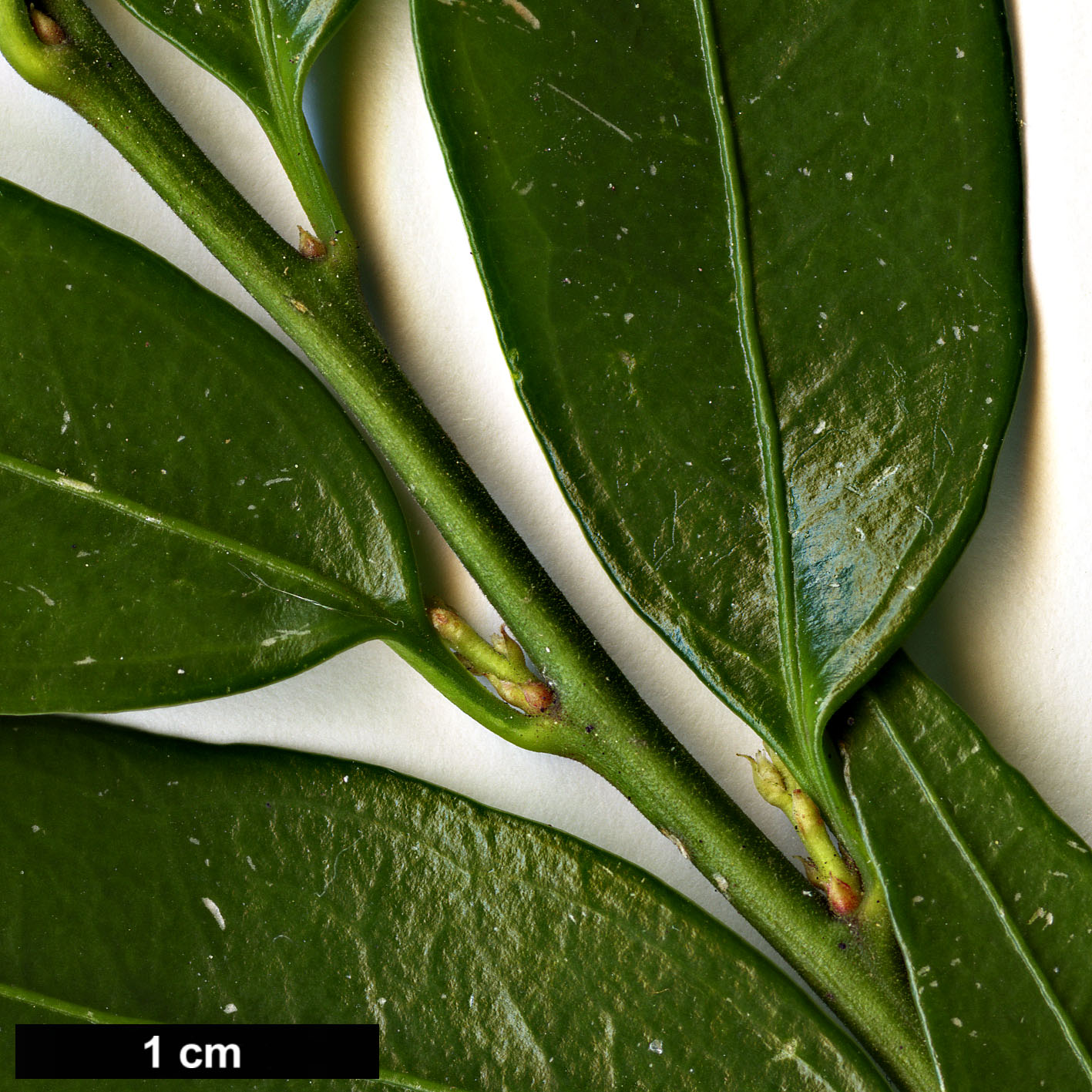 High resolution image: Family: Buxaceae - Genus: Sarcococca - Taxon: ruscifolia - SpeciesSub: var. chinensis 'Dragon Gate'